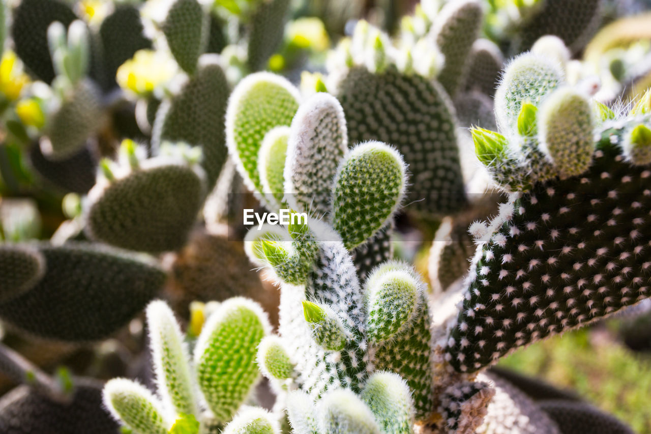 CLOSE-UP OF CACTUS PLANT WITH TEXT