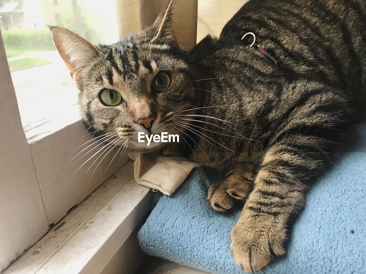 HIGH ANGLE PORTRAIT OF CAT SITTING ON FLOOR AT HOME