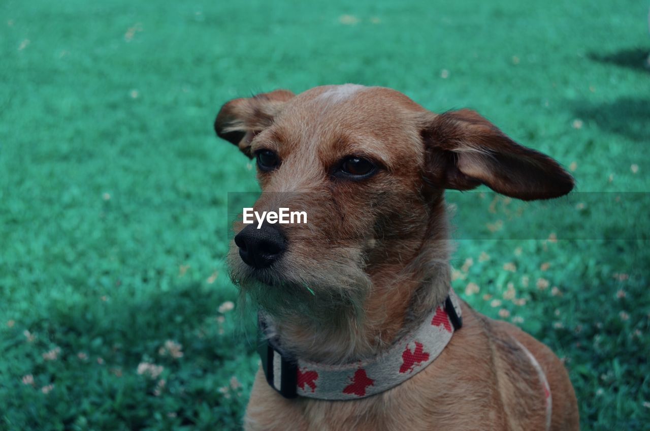 Close-up portrait of a dog on field