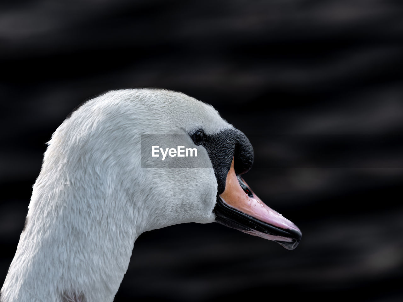 close-up of swan