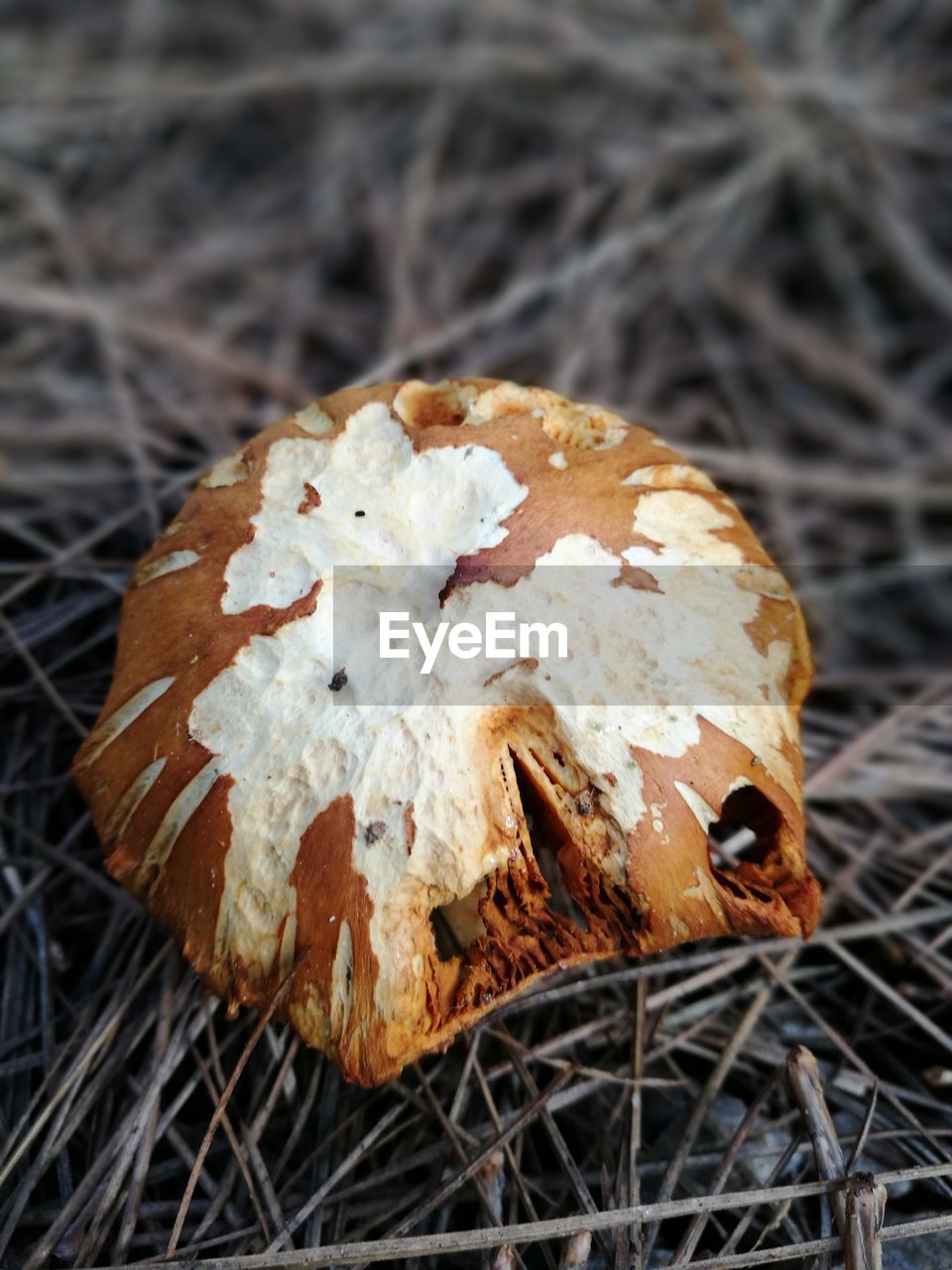 High angle view of mushroom