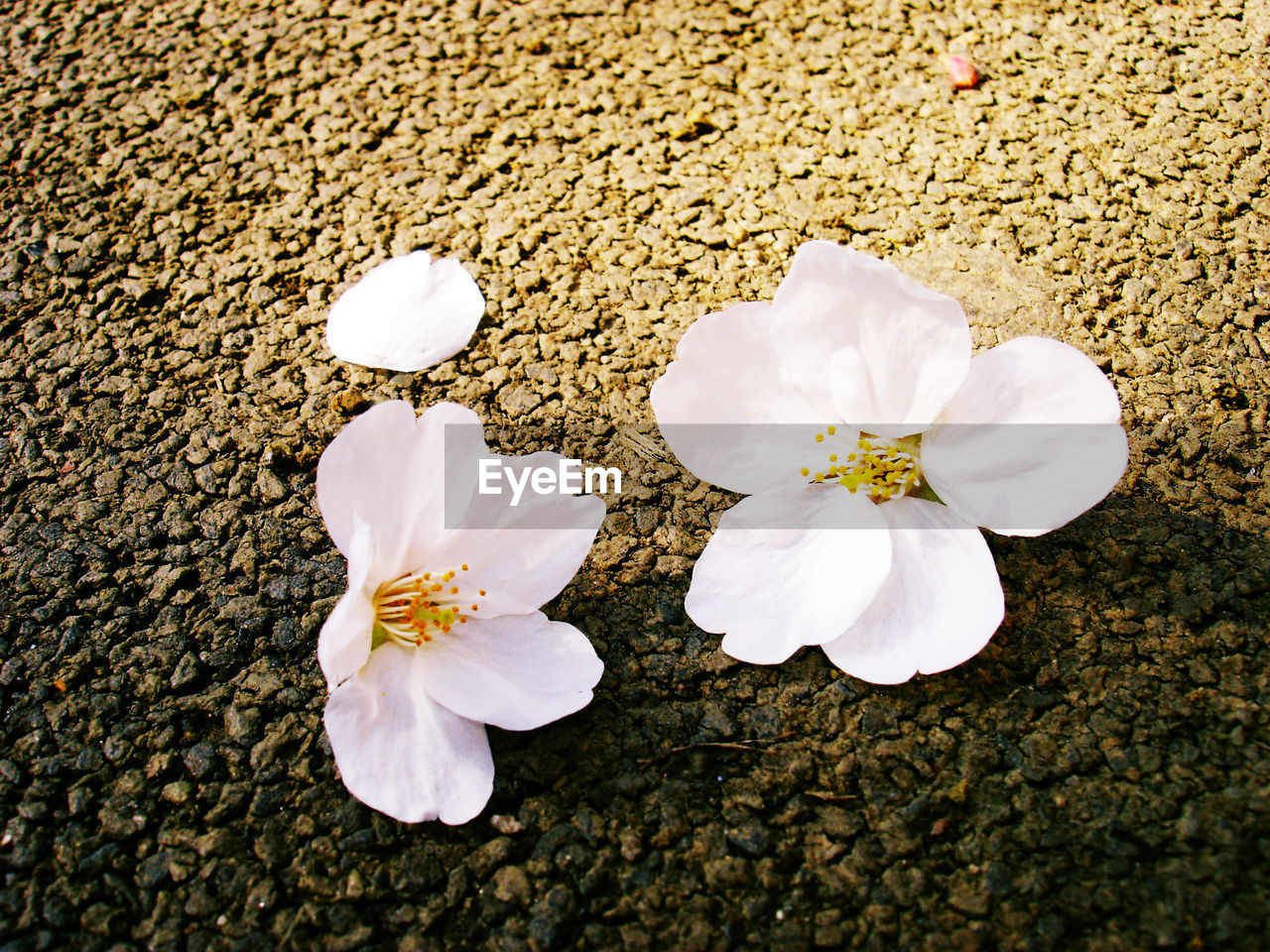 Close-up of flowers