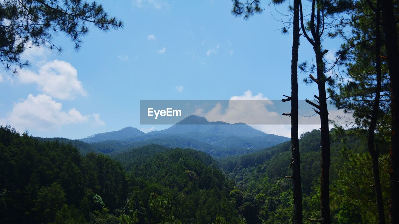 SCENIC VIEW OF MOUNTAINS AGAINST SKY AT FOREST