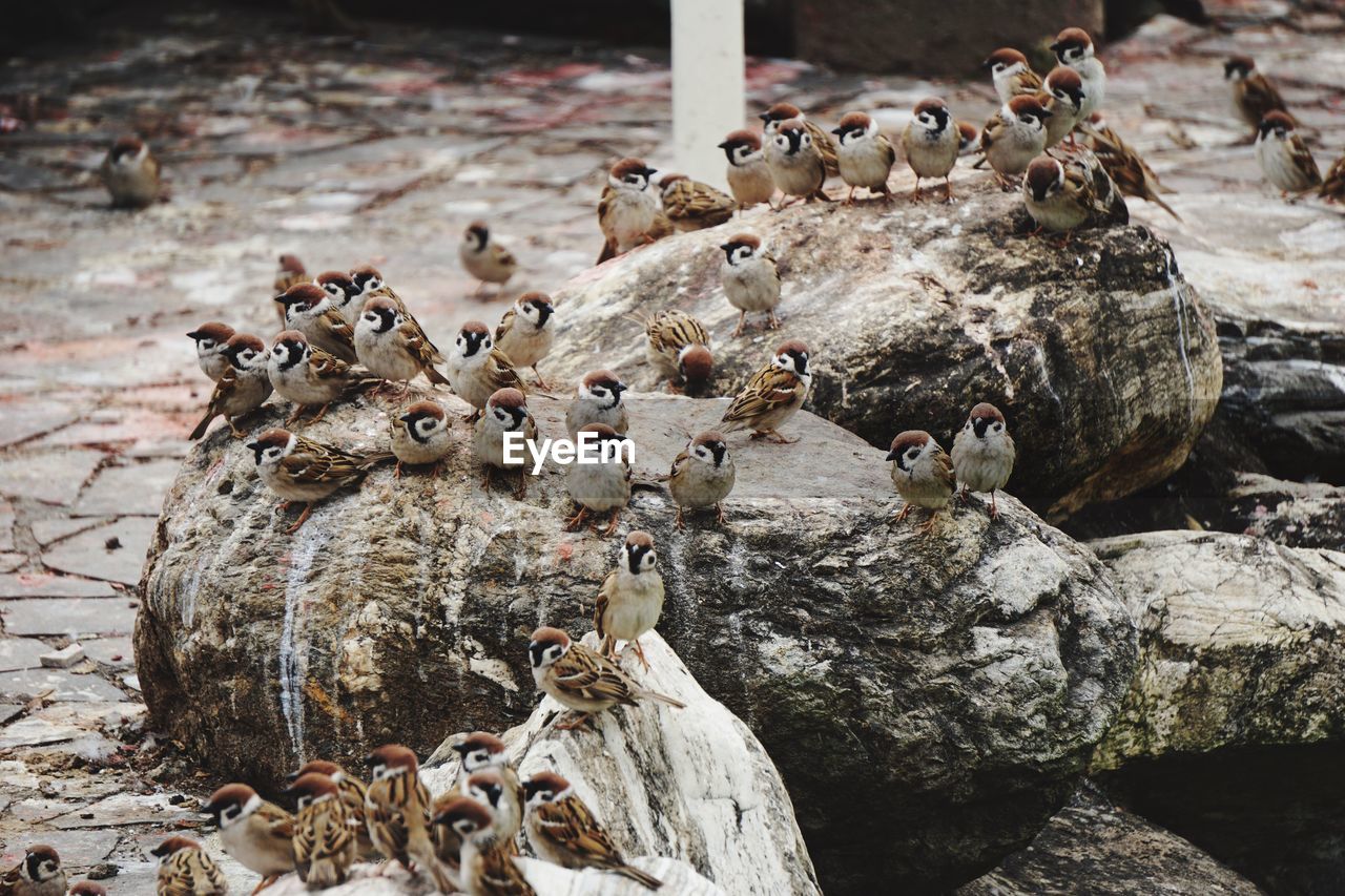 Close-up of birds