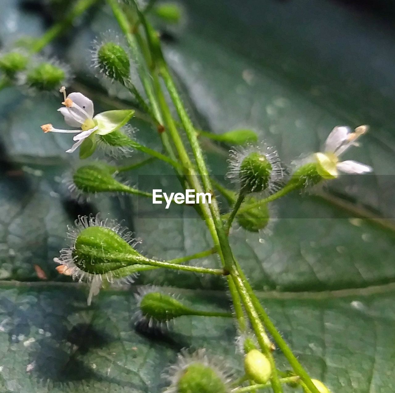 CLOSE-UP OF PLANT OUTDOORS