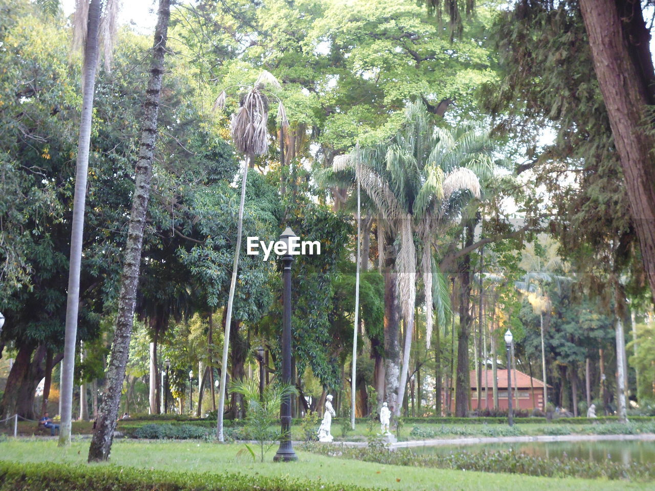 TREES GROWING IN PARK