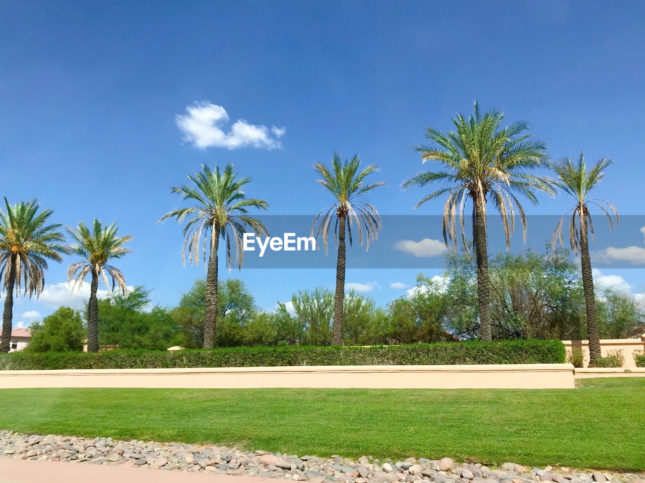 Palm trees on field against blue sky