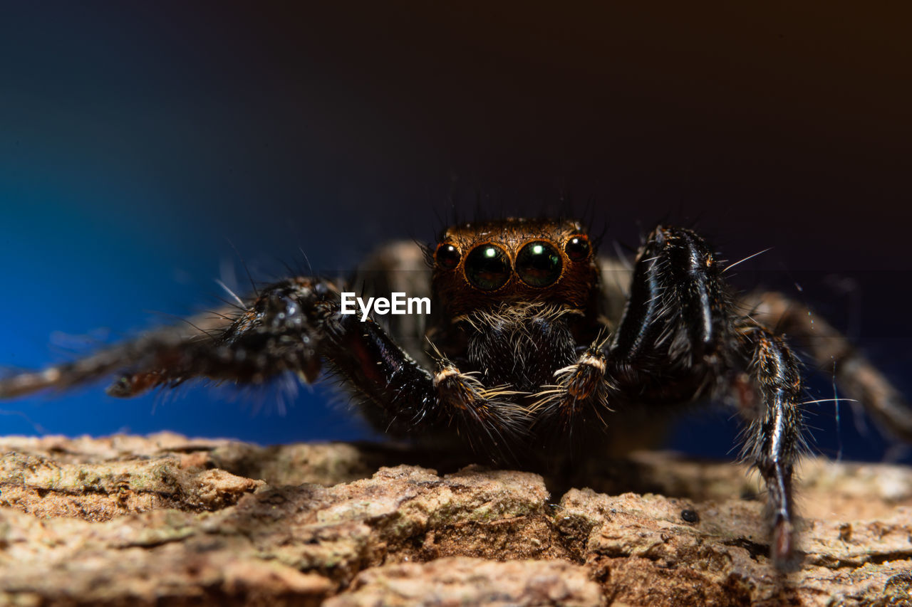 Close-up of jumping spider on tree trunk