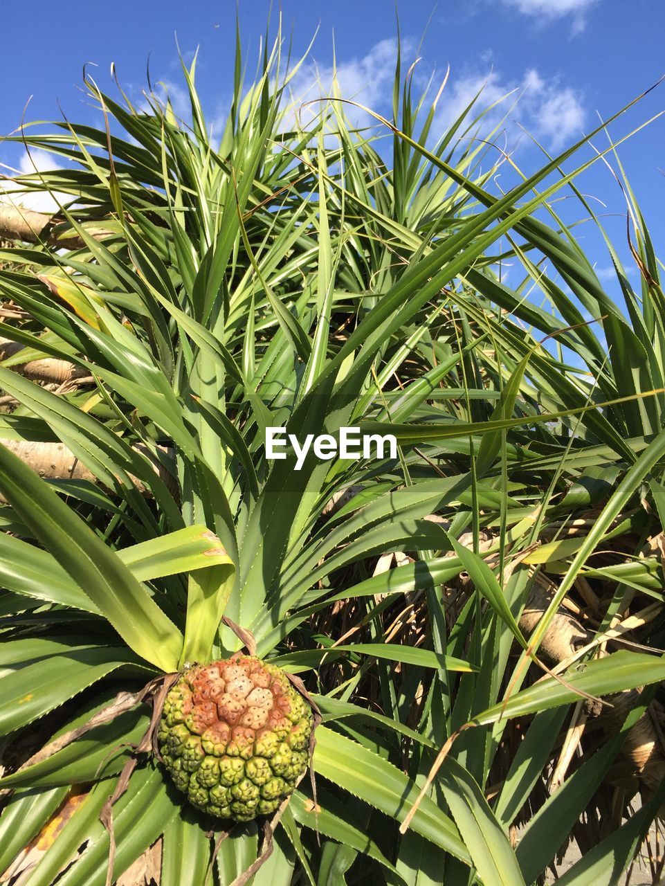 Close-up of fruit growing plants against sky