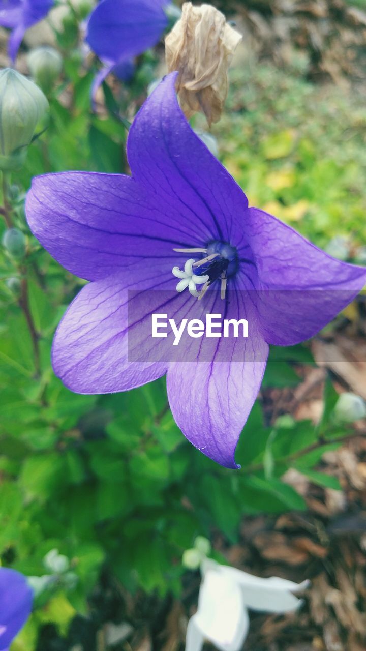 CLOSE-UP OF PURPLE FLOWER