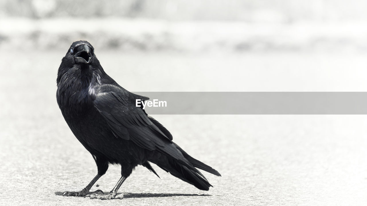 CLOSE-UP OF BIRD PERCHING ON A ROCK