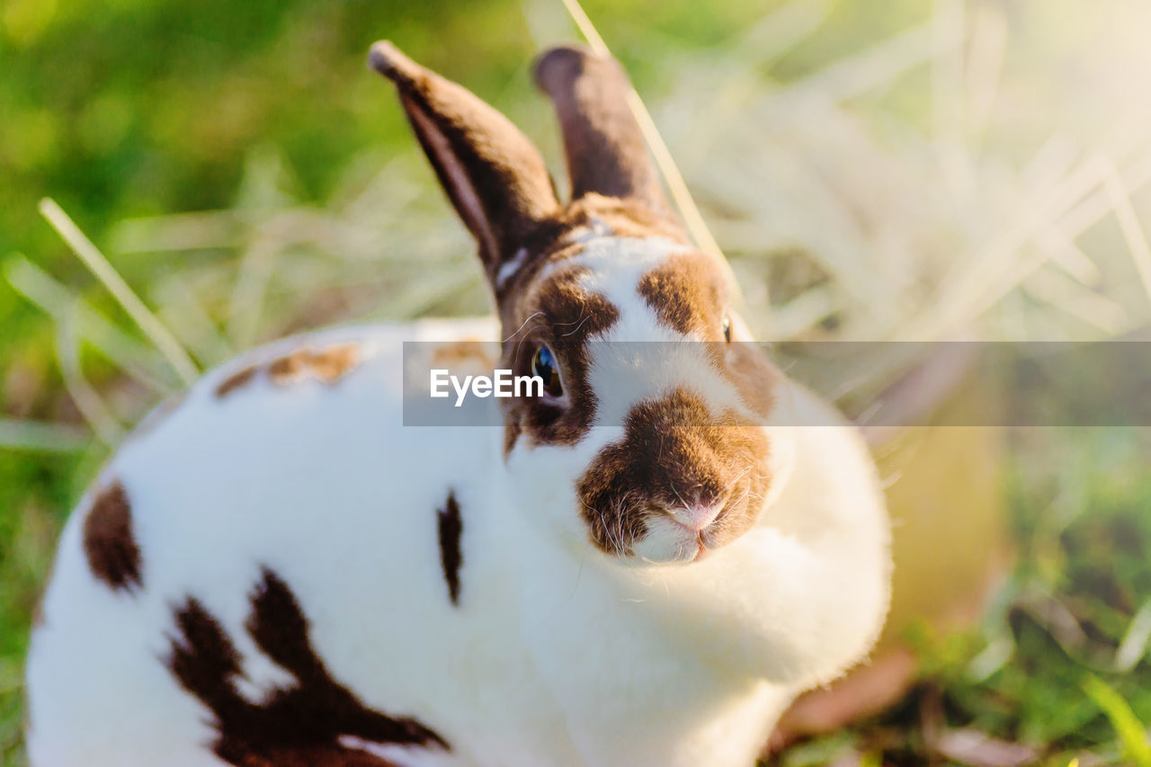 Close-up of rabbit by straw on field