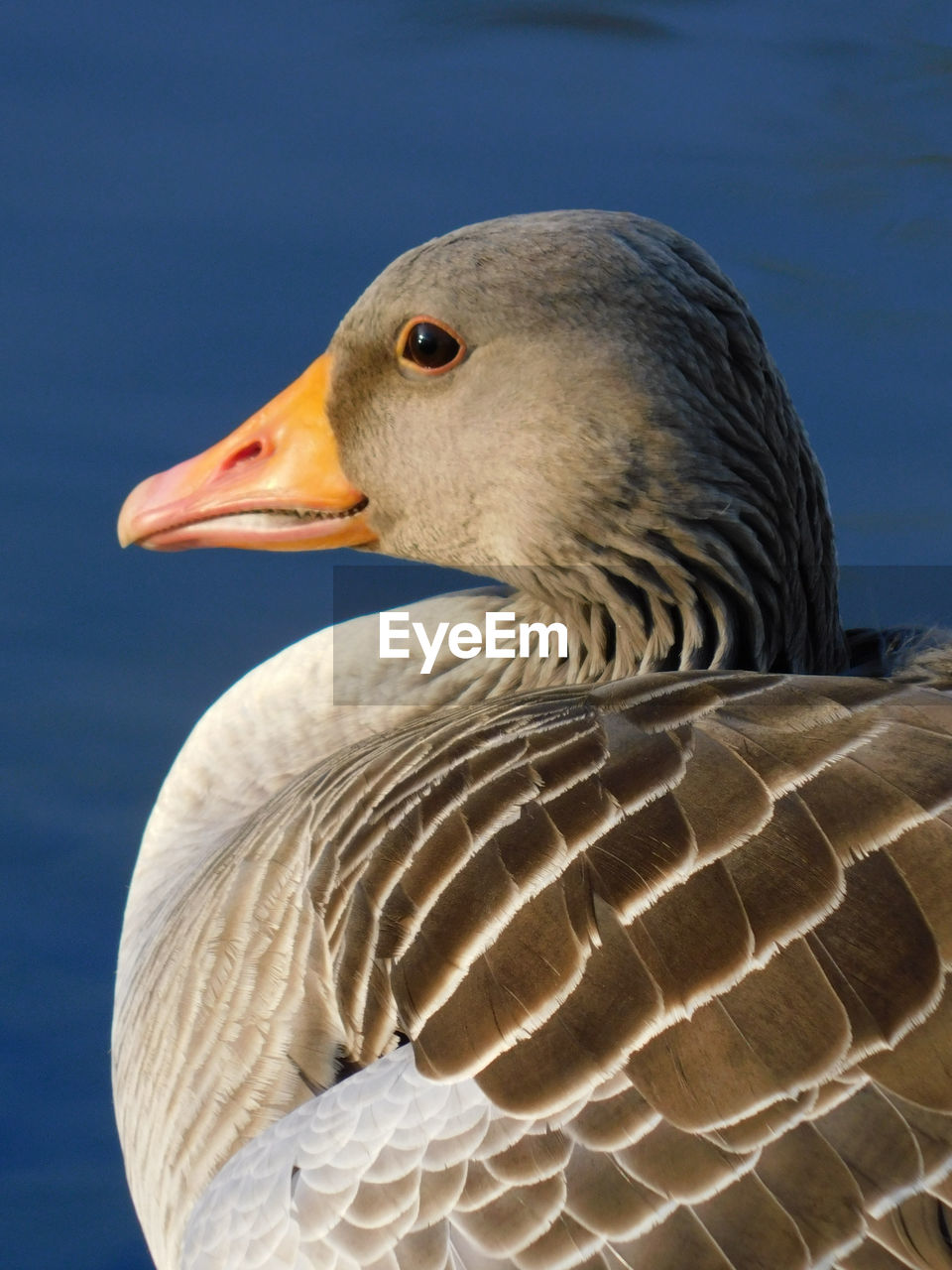 CLOSE-UP OF EAGLE