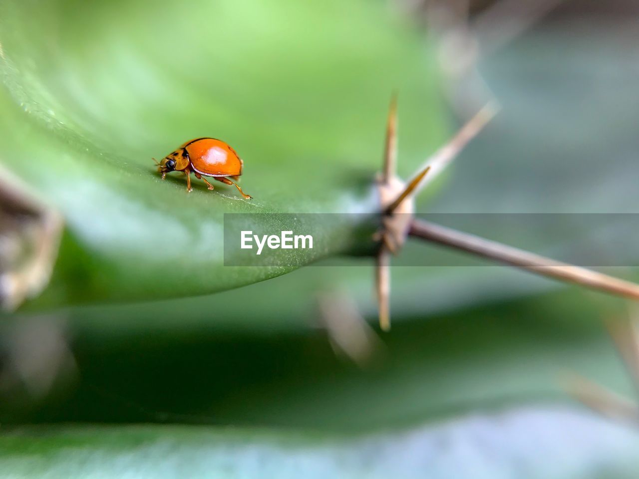 Close-up of ladybug on leaf