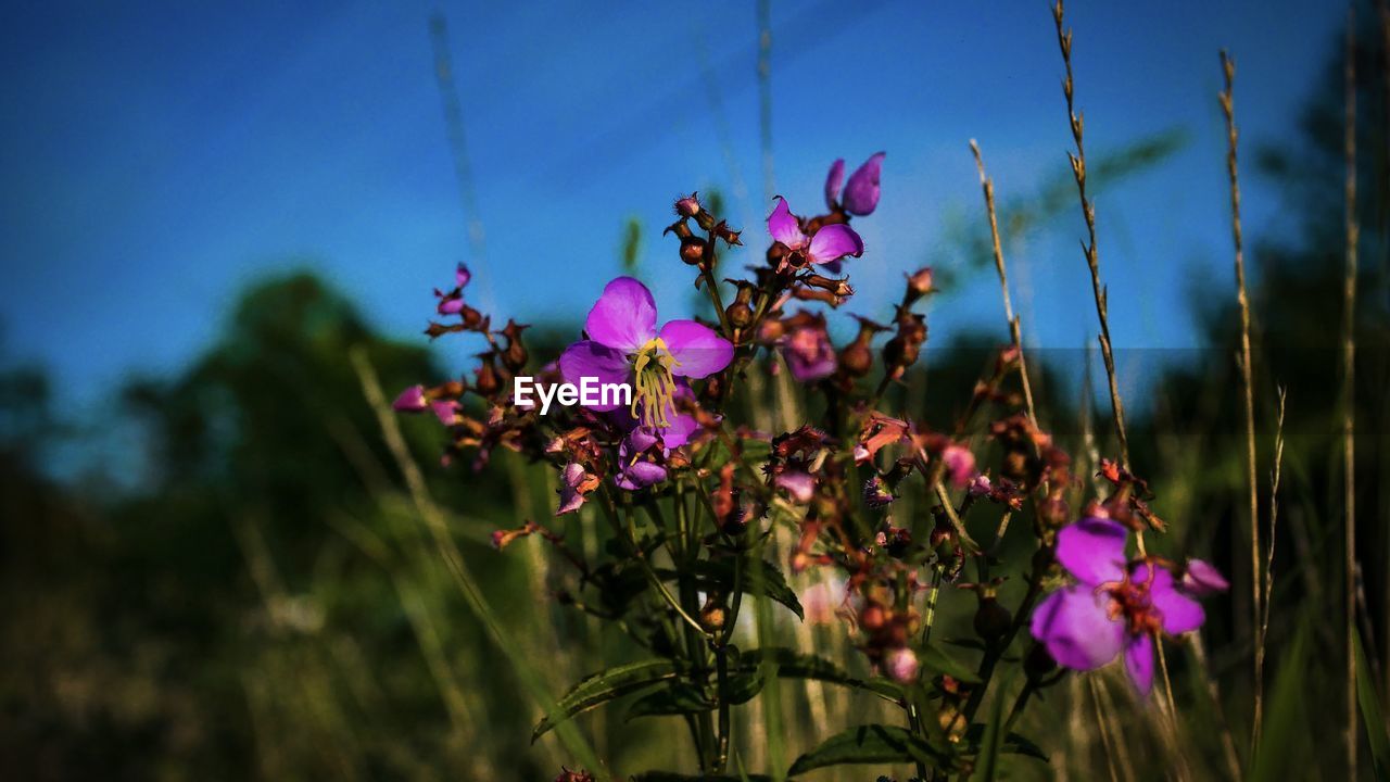 CLOSE-UP OF PURPLE FLOWERING PLANTS AGAINST SKY