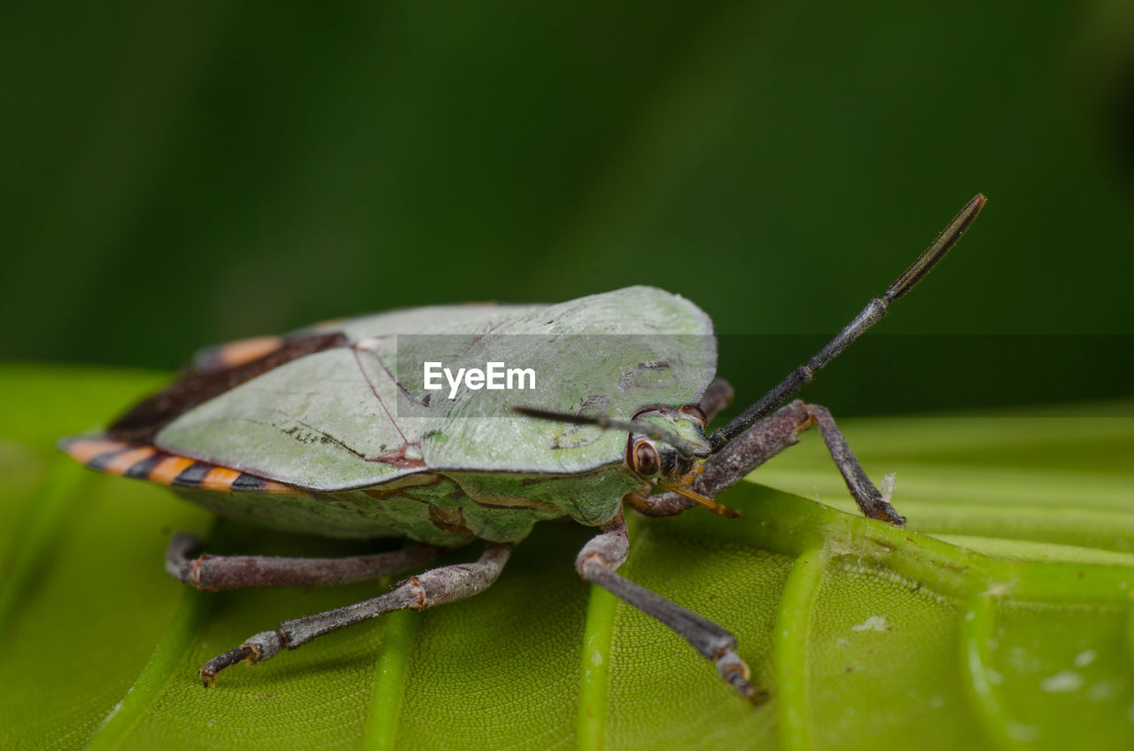 Close-up of insect on leaf