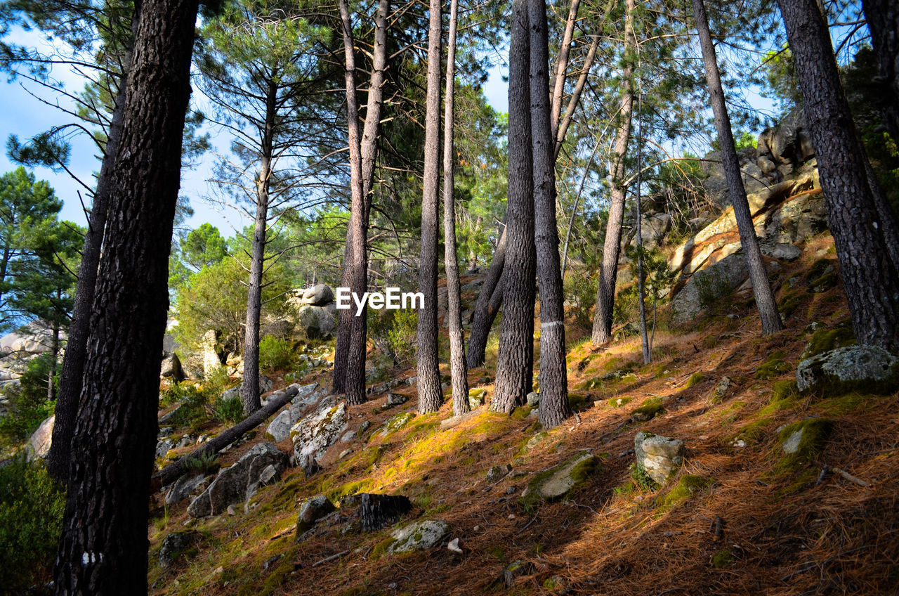 VIEW OF PINE TREES IN FOREST