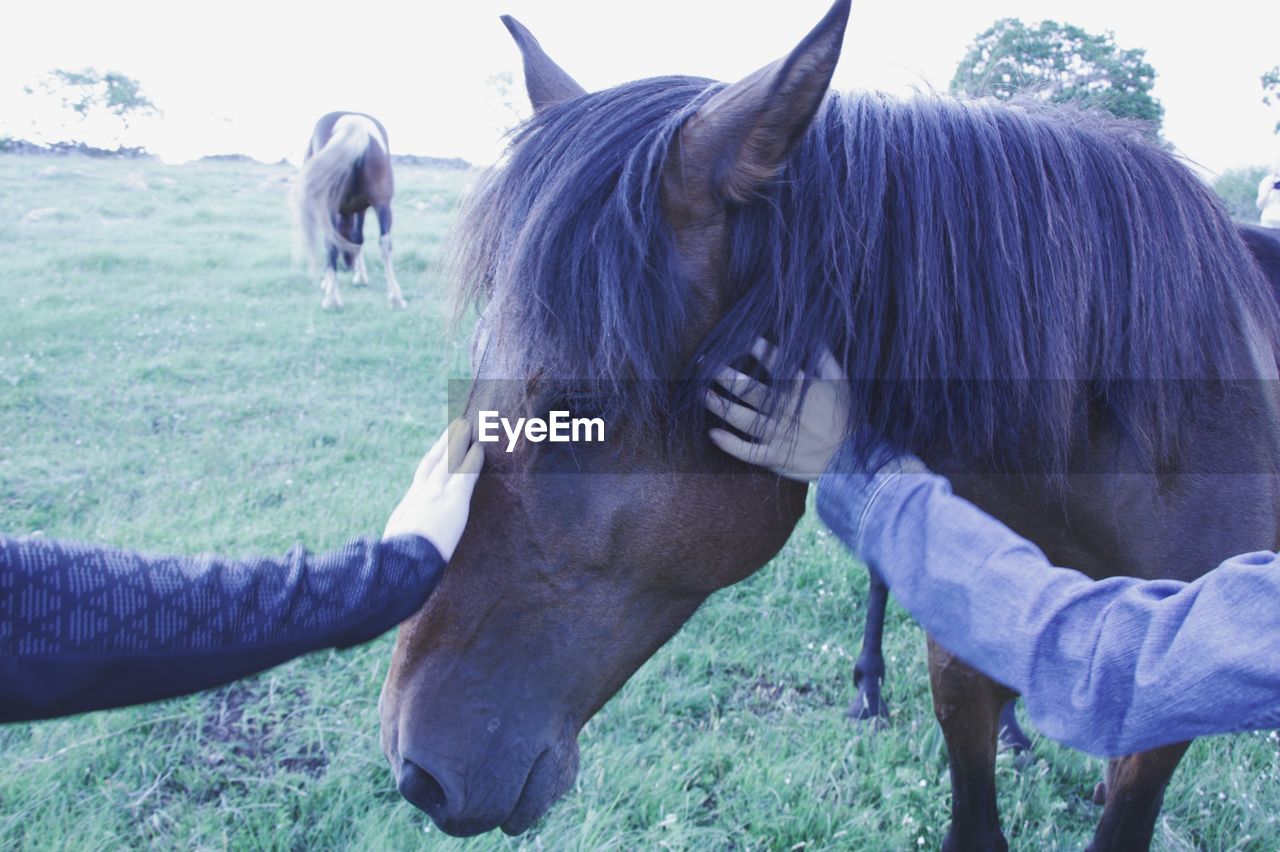 HORSE STANDING ON FIELD