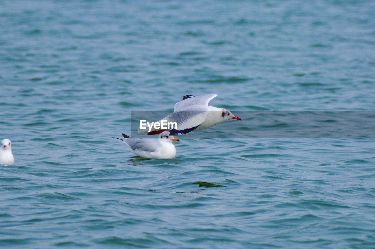 SEAGULL FLYING OVER A SEA