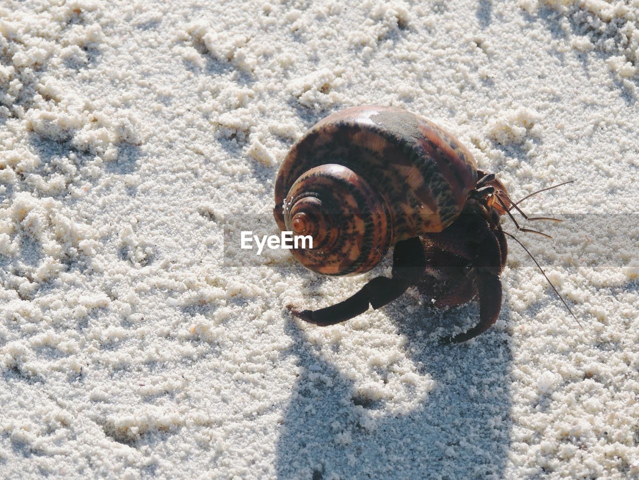 High angle view of hermit crab at sandy beach