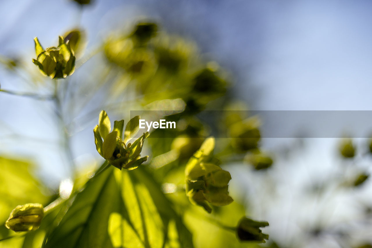 Close-up of yellow flowering plant