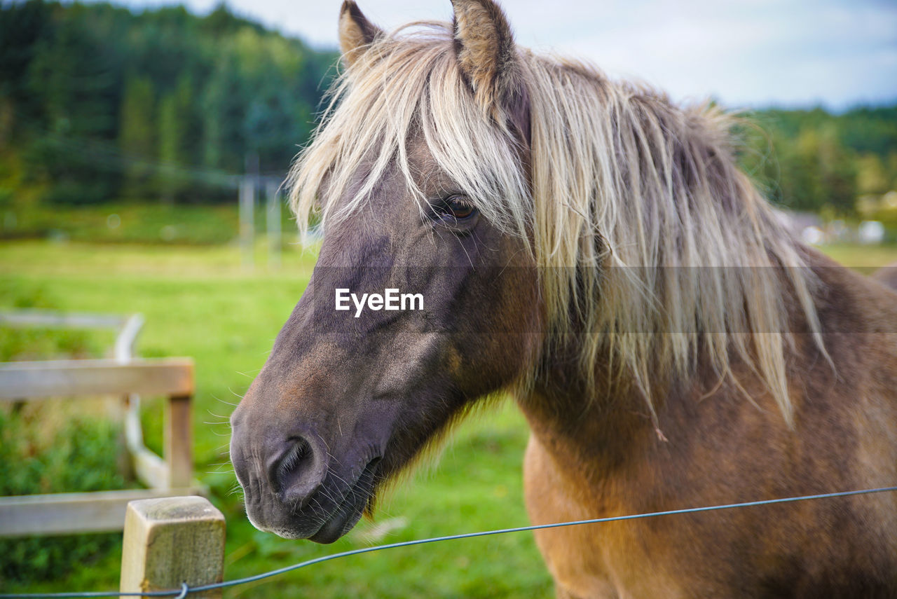 Close-up of horse on field