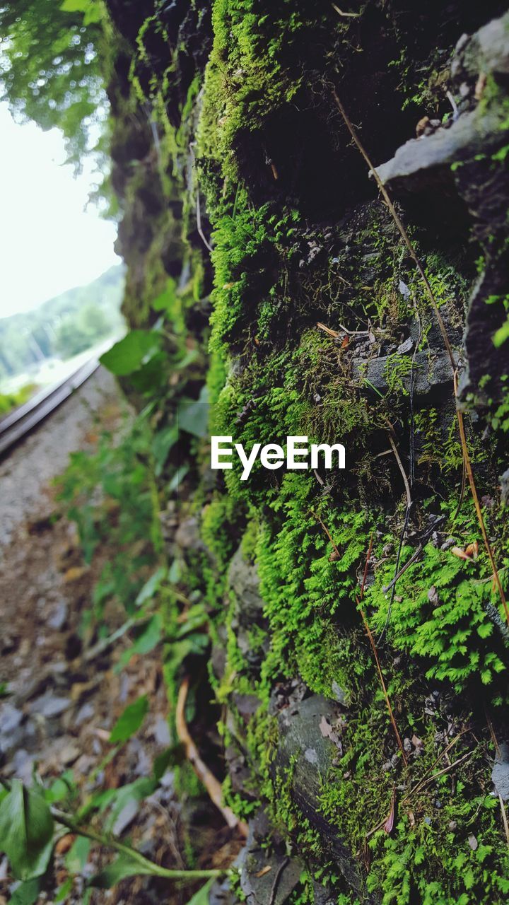 CLOSE-UP OF PLANT GROWING ON TREE TRUNK