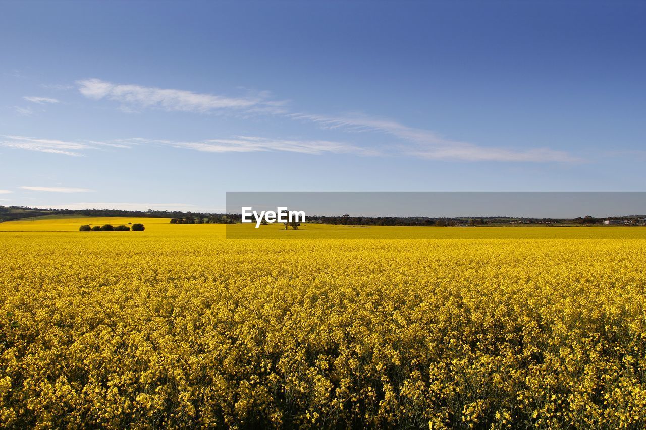 Scenic view of oilseed rape field against sky