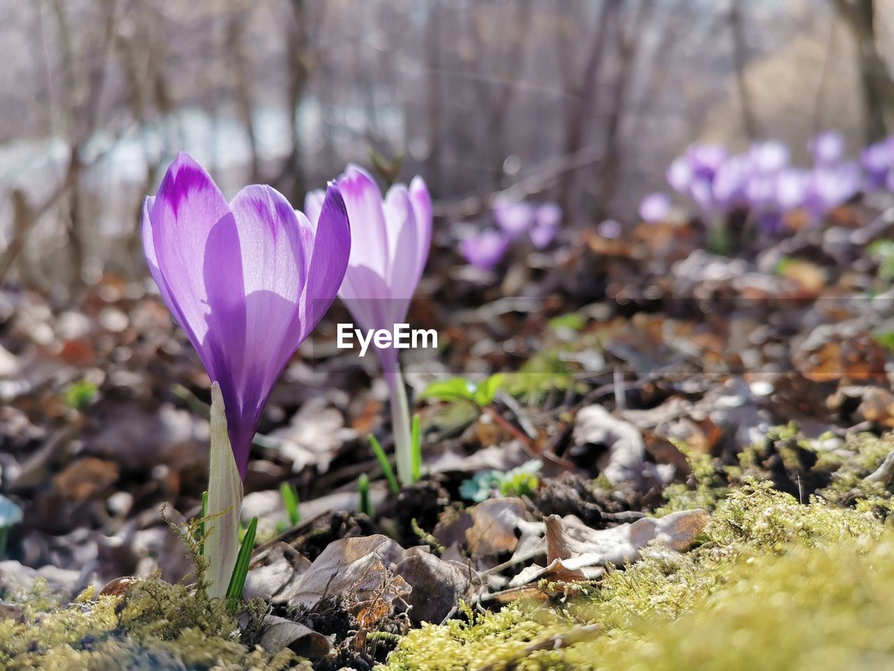 Close-up of purple crocus flowers on field