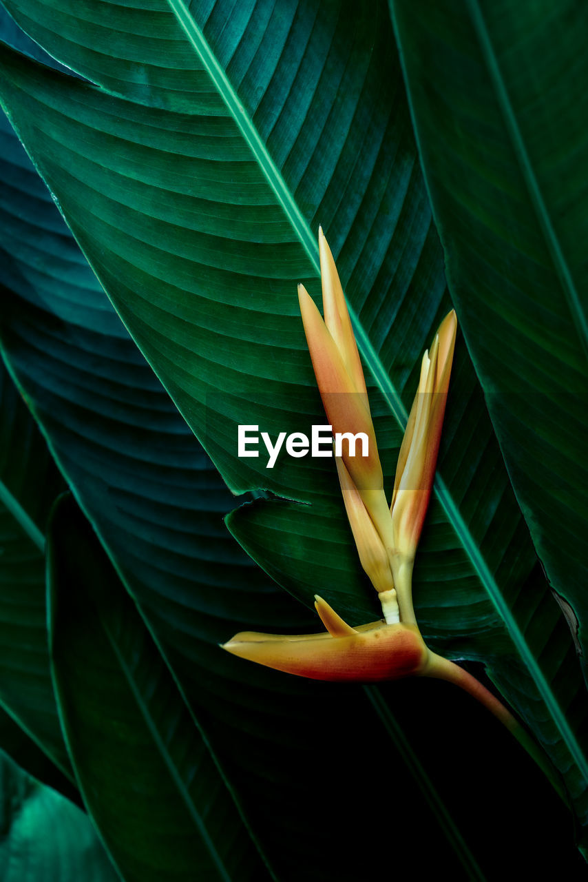 Full frame of tropical leaves texture background.