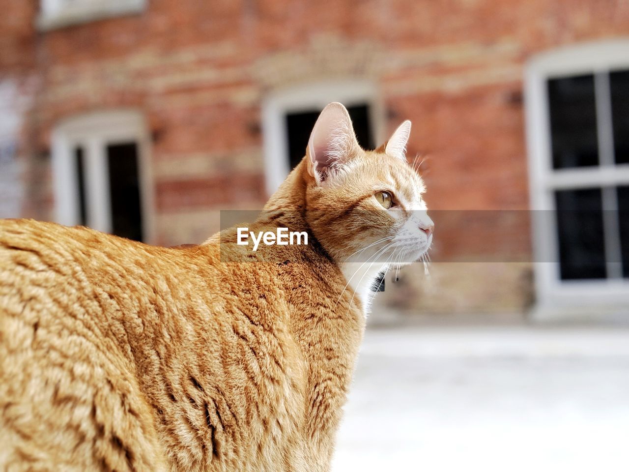 Orange tabby cat enjoys the outdoors