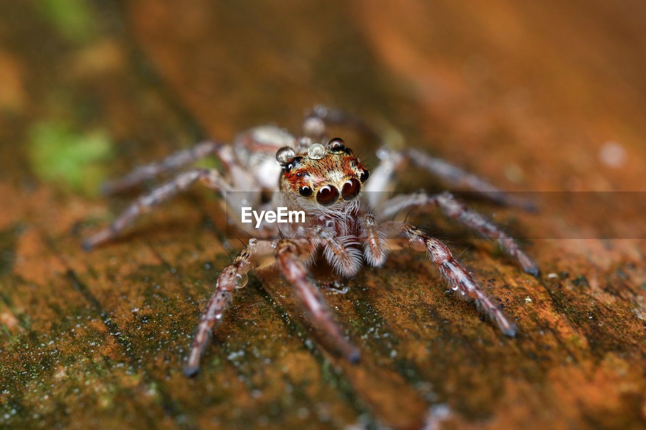 VIEW OF SPIDER