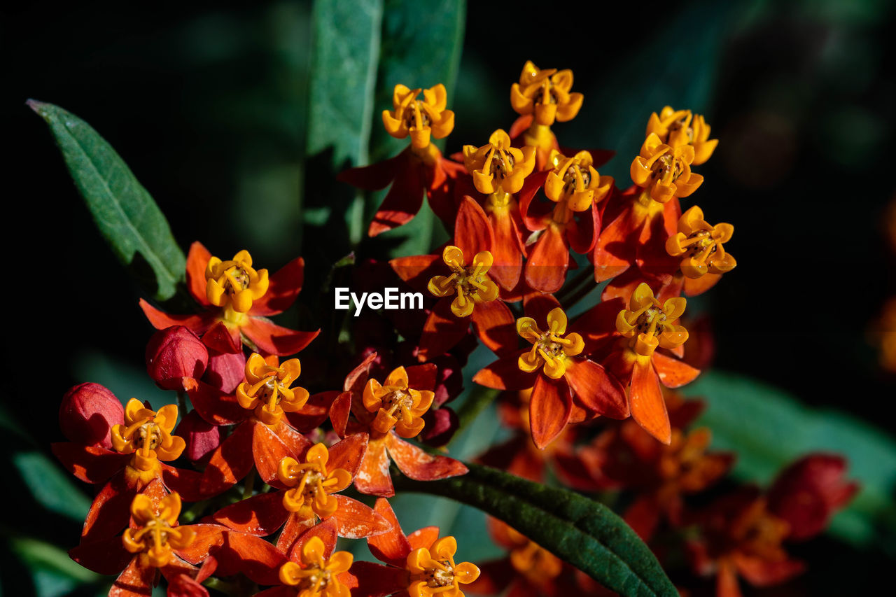 Close-up of orange flowering plant