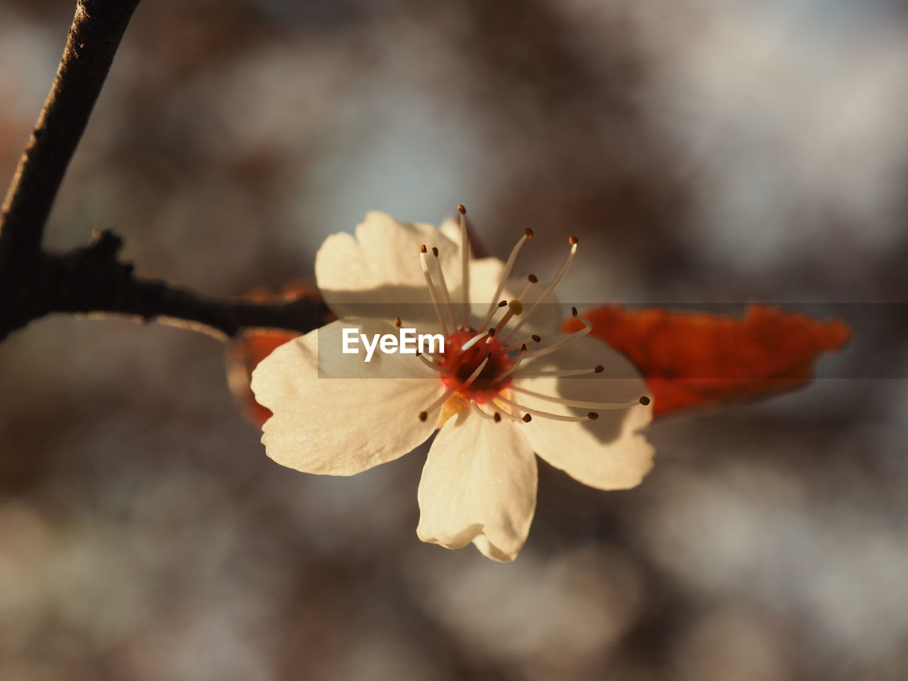 CLOSE UP OF FLOWER