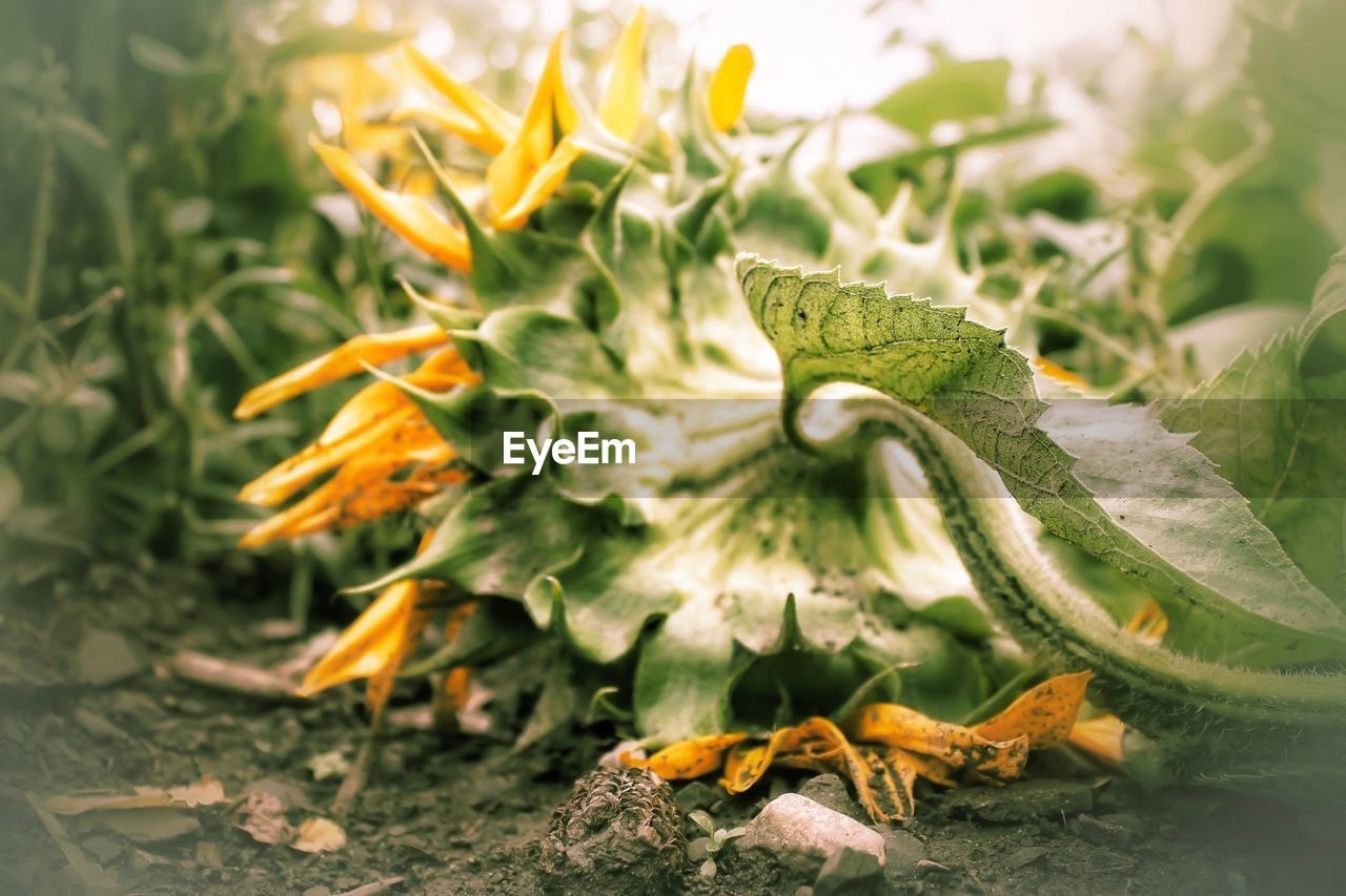 Close-up of sunflower on field