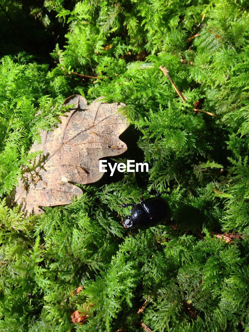 VIEW OF LUSH FOLIAGE