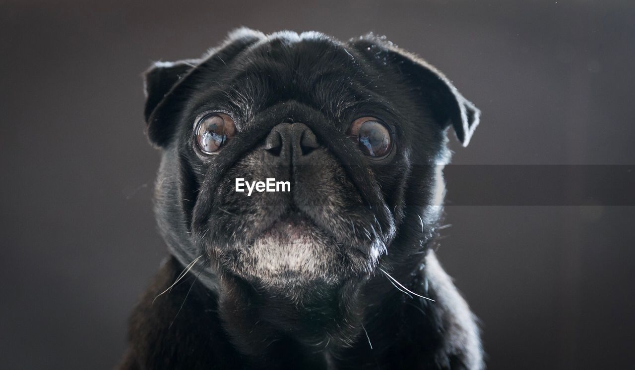 Close-up portrait of pug at home