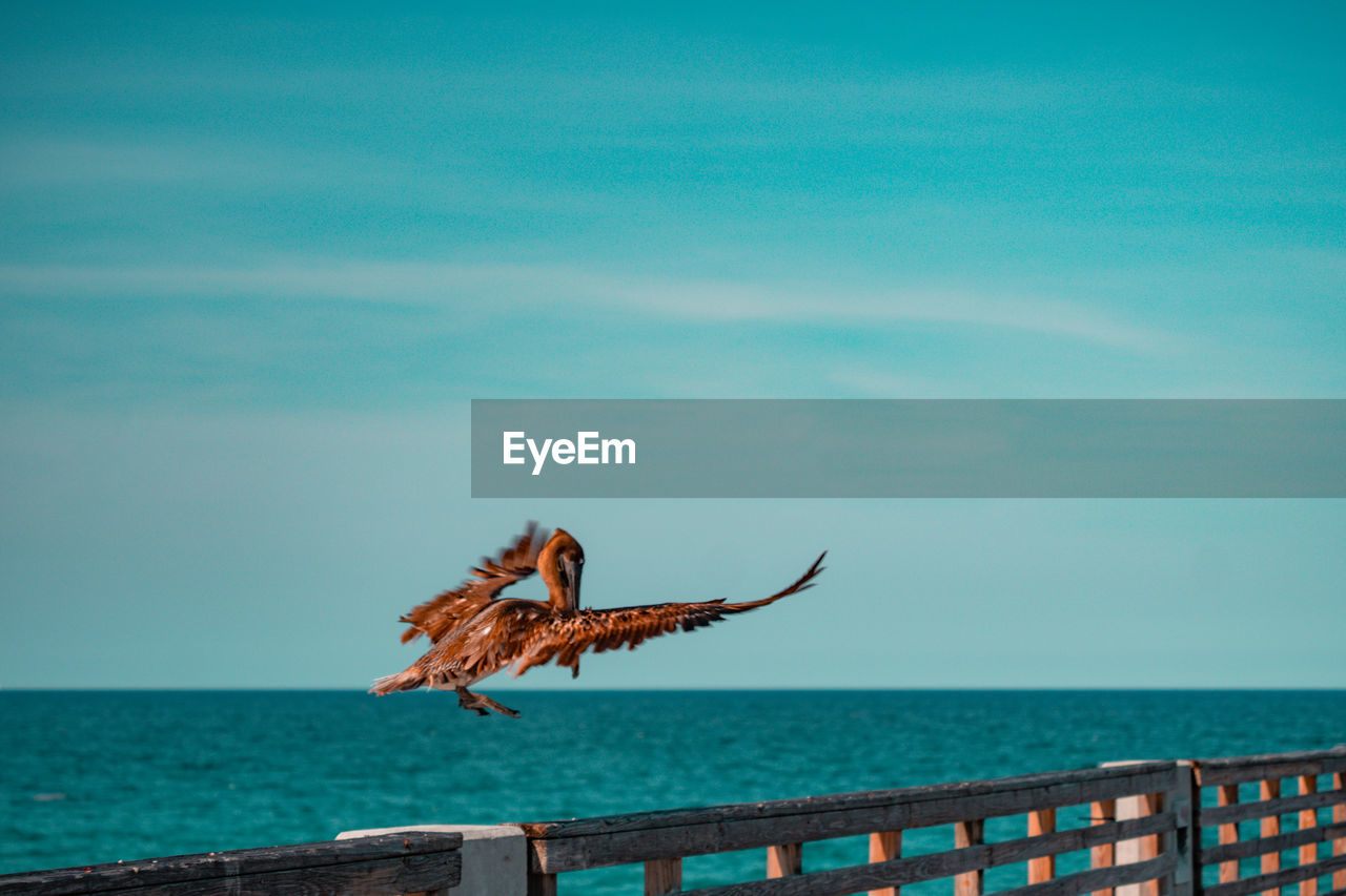 Bird flying over sea against sky
