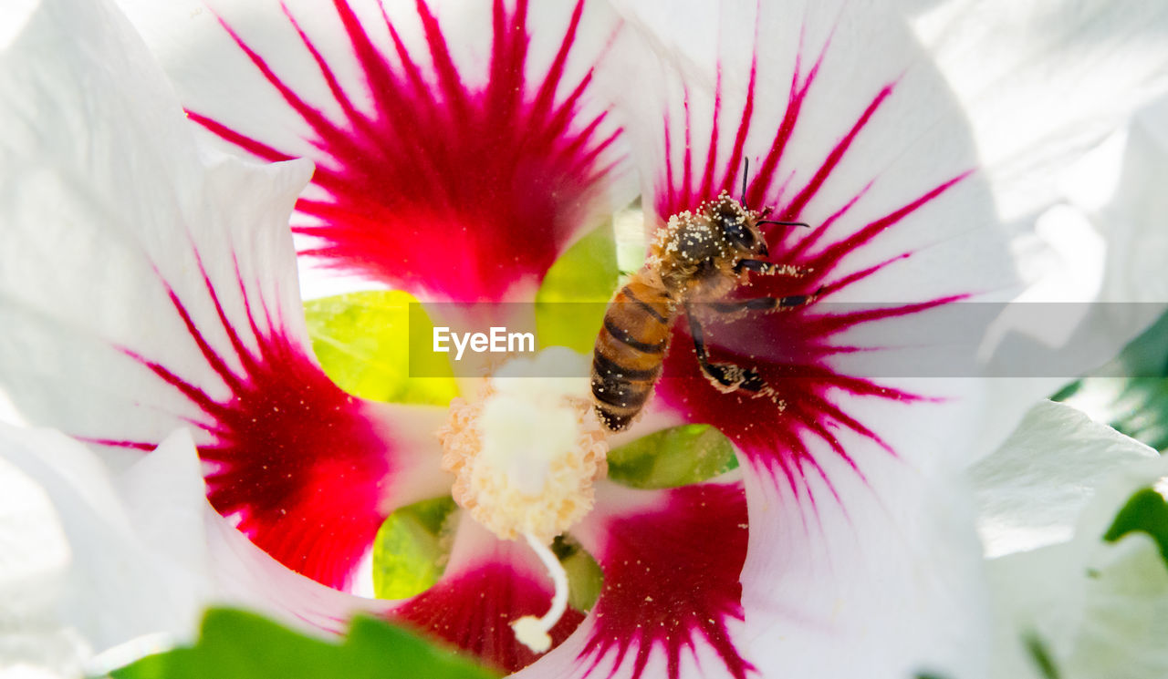 CLOSE-UP OF FLOWER HEAD ON RED FLOWERING PLANT