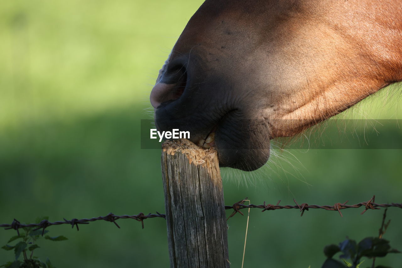 animal themes, animal, mammal, one animal, wildlife, animal wildlife, fence, animal body part, close-up, nature, domestic animals, animal head, no people, horse, livestock, outdoors, focus on foreground, protection, day, security, pet