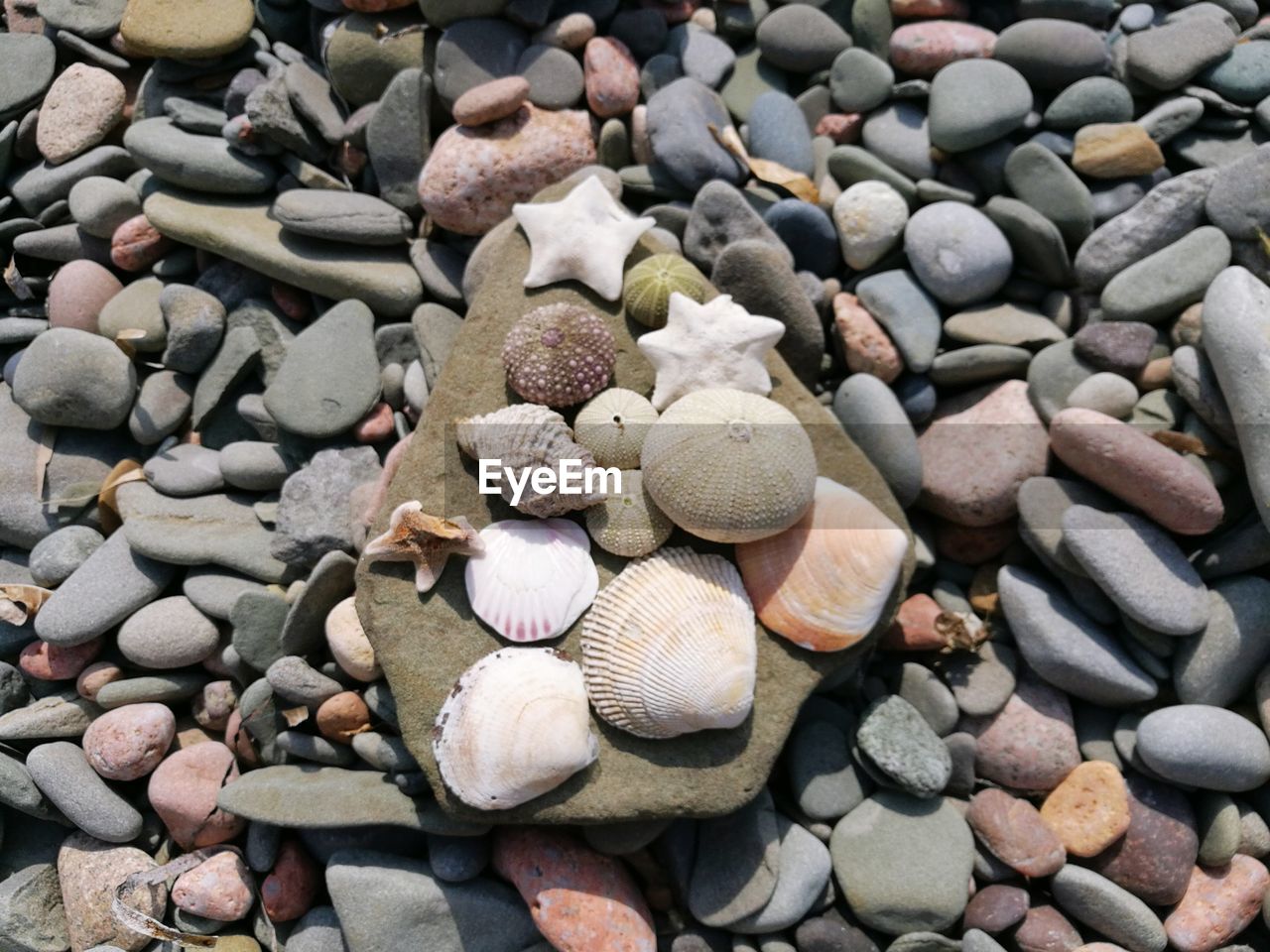 HIGH ANGLE VIEW OF SHELLS ON STONES AT BEACH