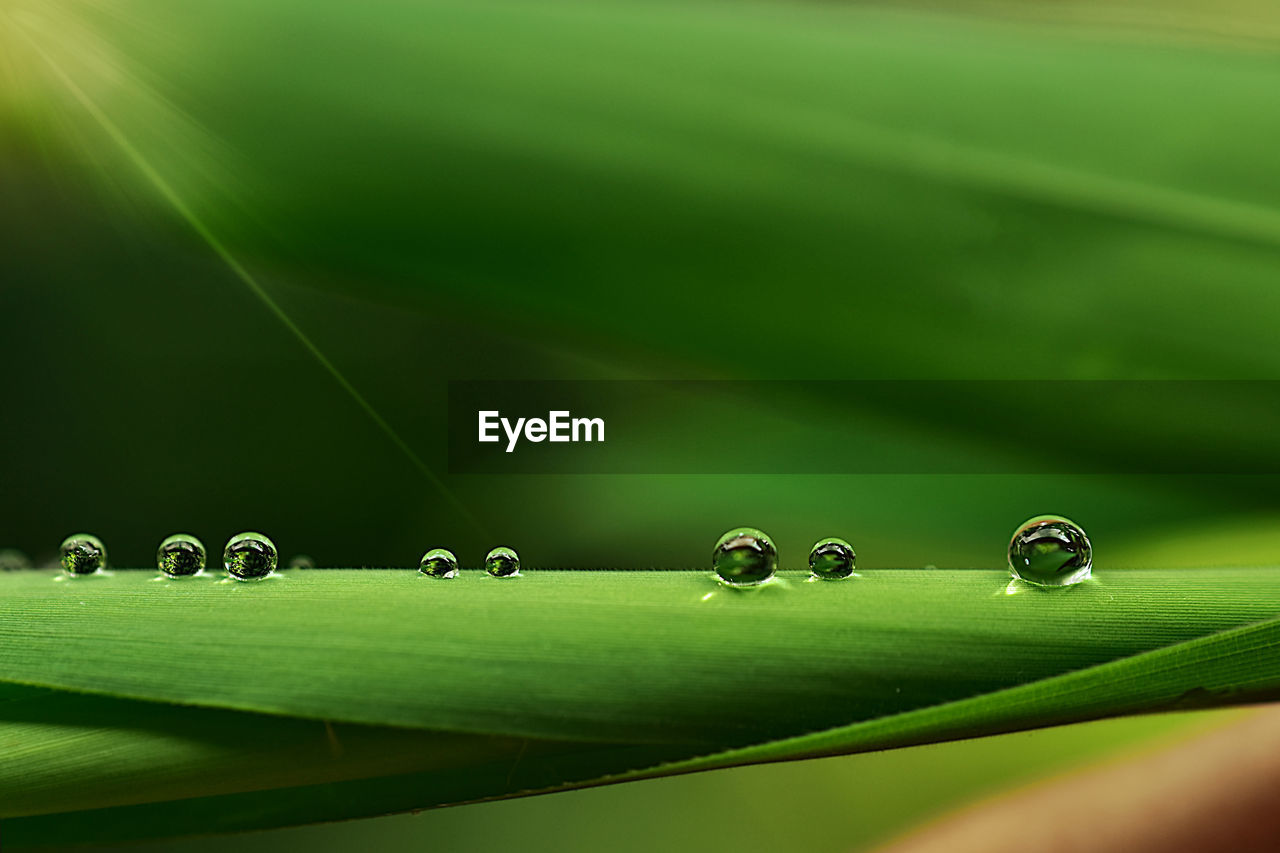 CLOSE-UP OF WET GRASS