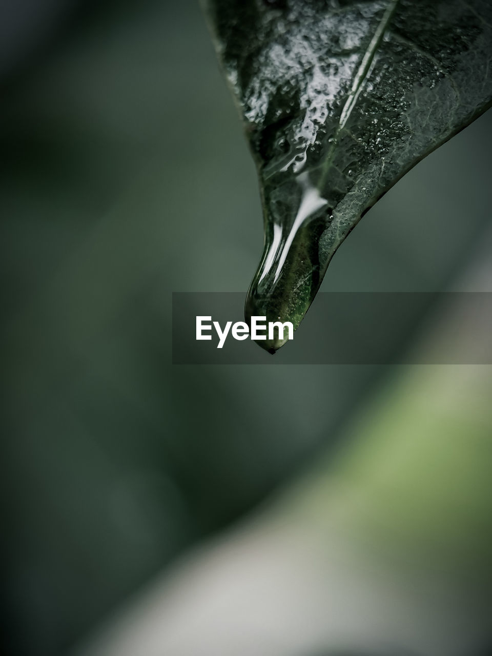 Close-up of a water droplet at the edje of a leaf after rain