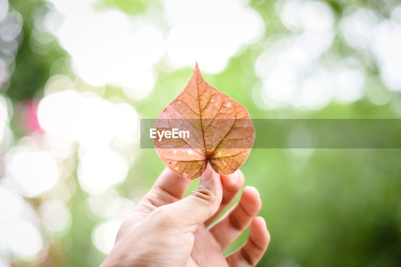 CLOSE-UP OF HAND HOLDING APPLE