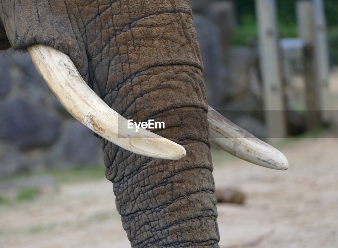 CLOSE-UP OF ELEPHANT AGAINST TREES