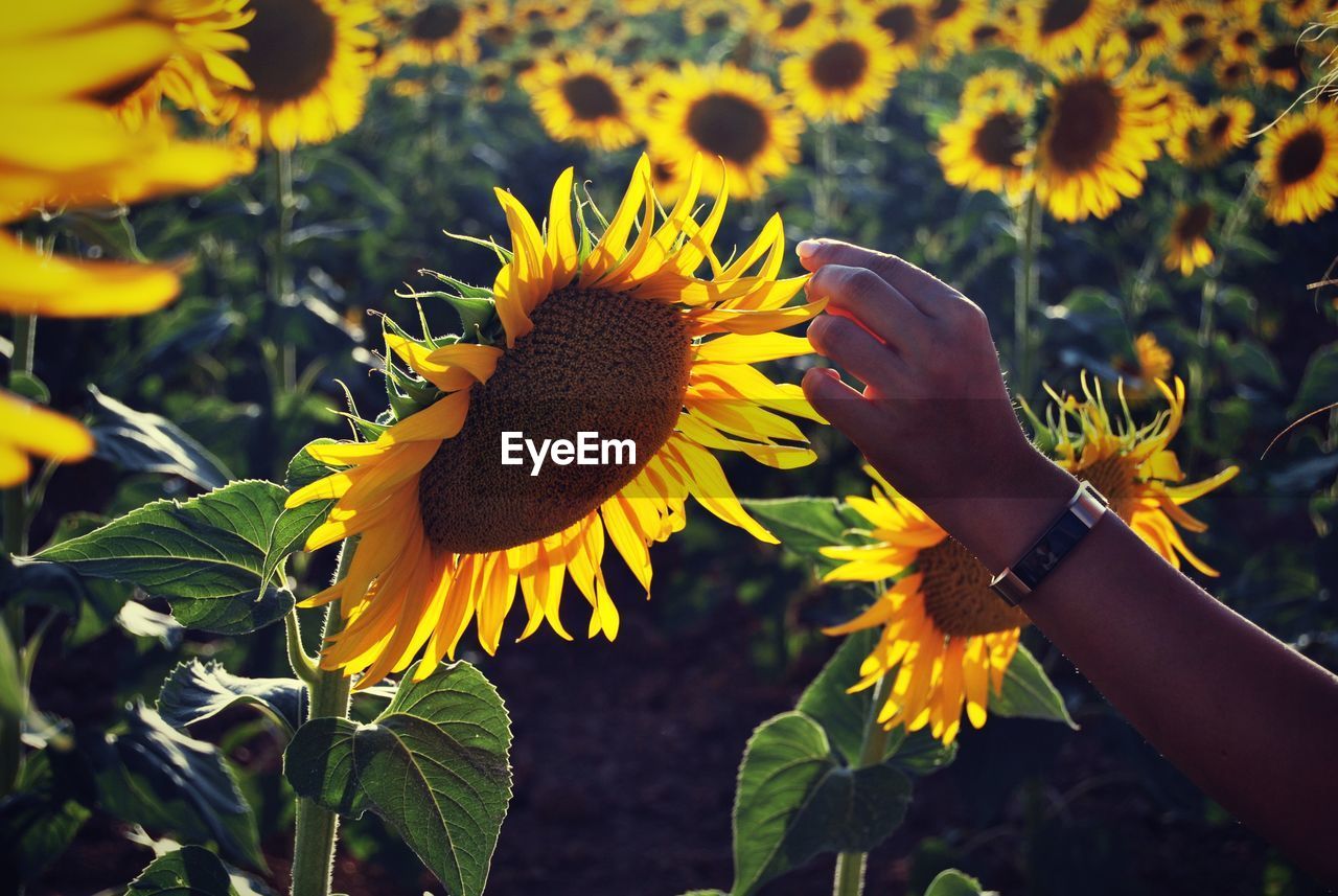 CLOSE-UP OF YELLOW SUNFLOWER