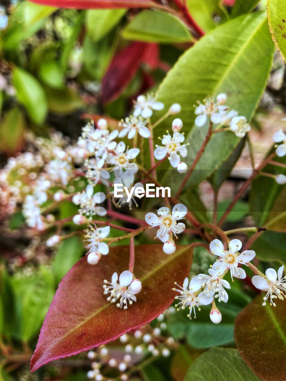 CLOSE-UP OF WHITE FLOWERING PLANT WITH FLOWERS