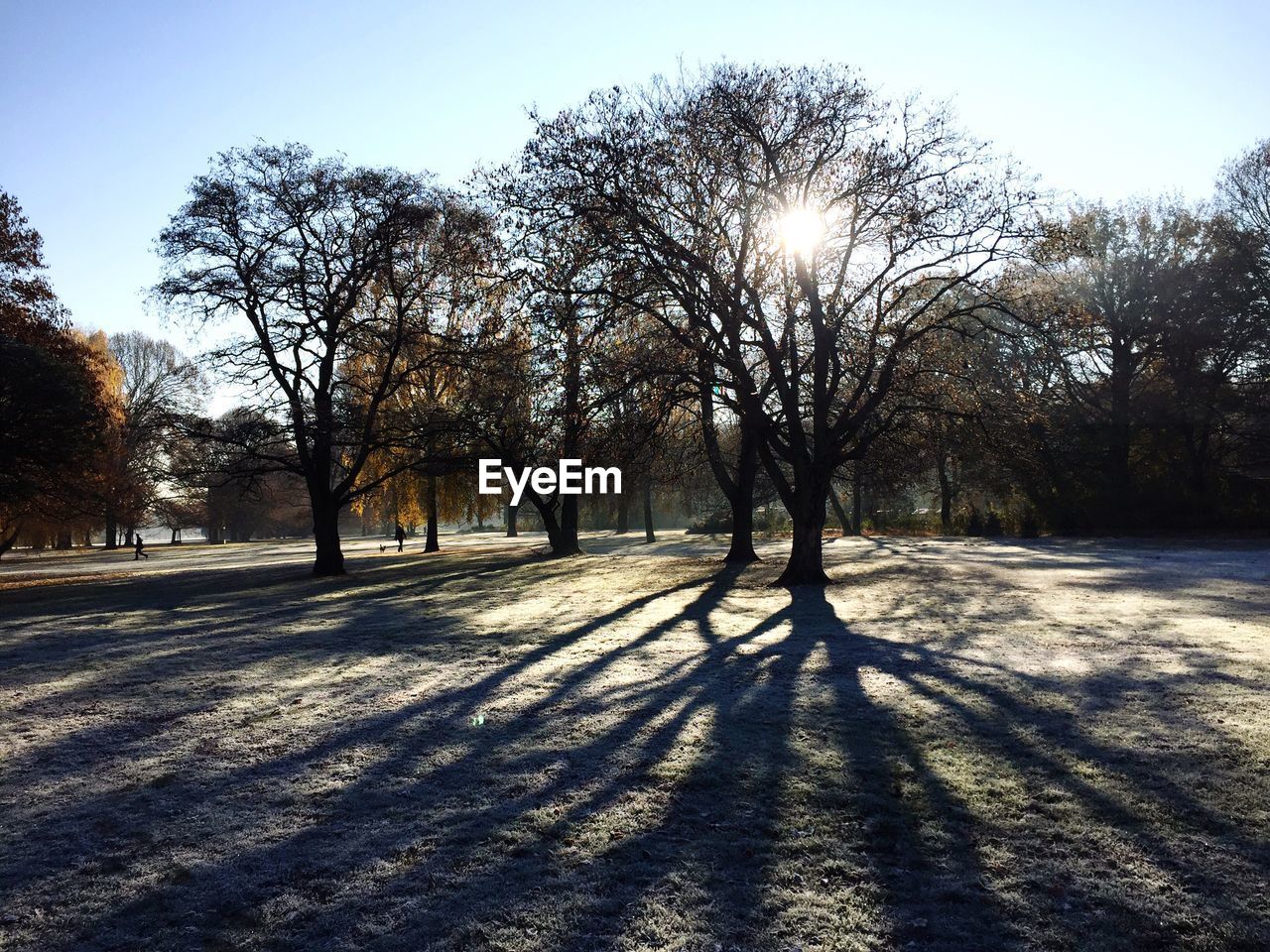 TREES IN WINTER