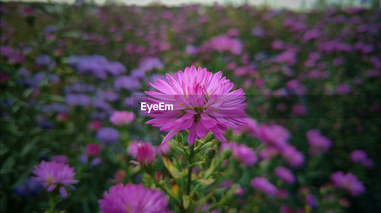 Close-up of pink cosmos flower blooming in field