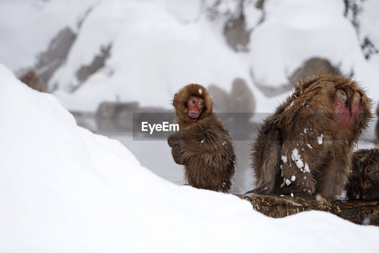 Monkeys on snow